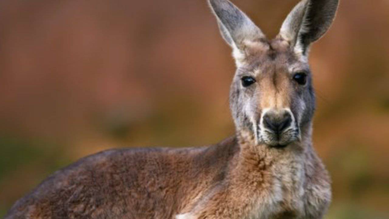 Canguro