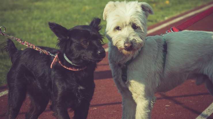 cani