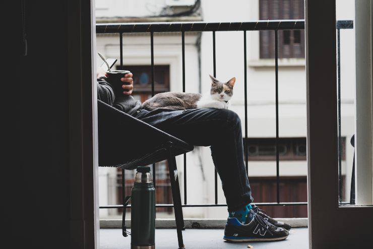 Il felino e le ginocchia