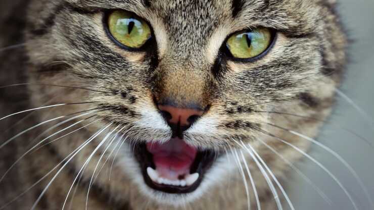Colpo di calore nel gatto
