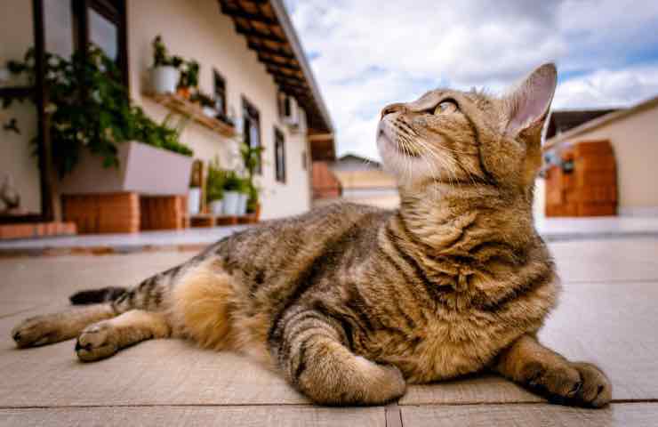 Gattino 