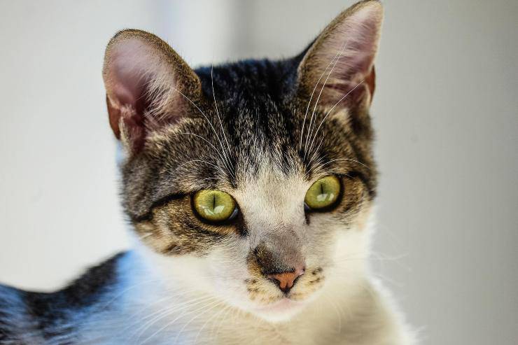 Felino osserva concentrato