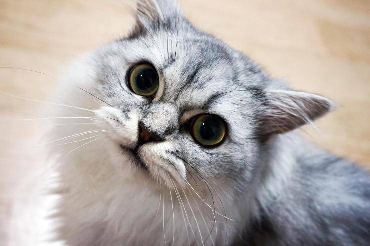Gatto molto curioso