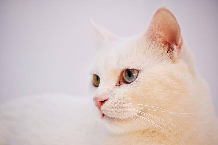 Felino si guarda intorno