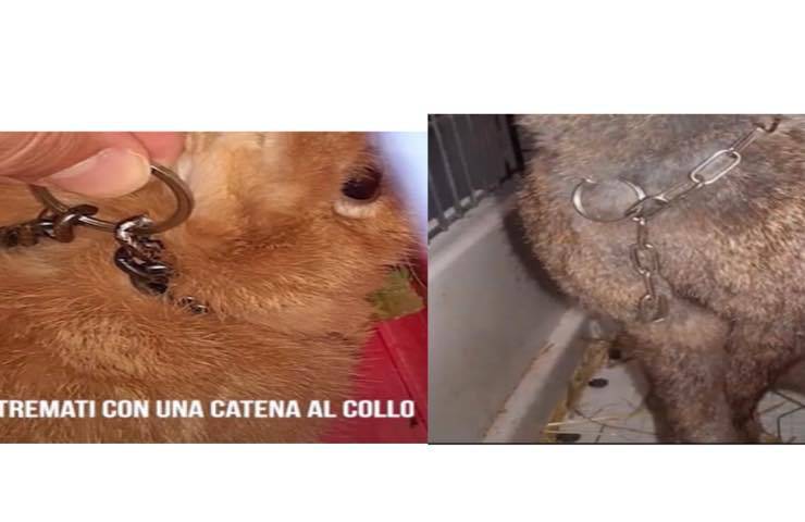conigli condizioni disumane
