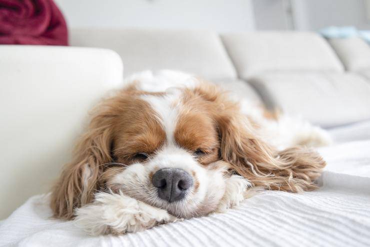 voglia di coccole (Foto Pixabay)