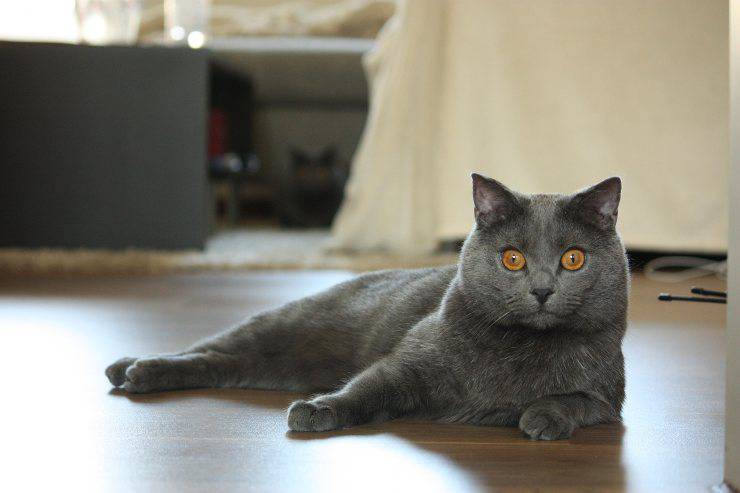 Il micio riposa in casa