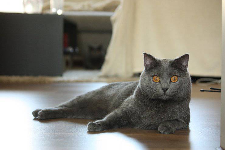 Il gatto comodo in casa