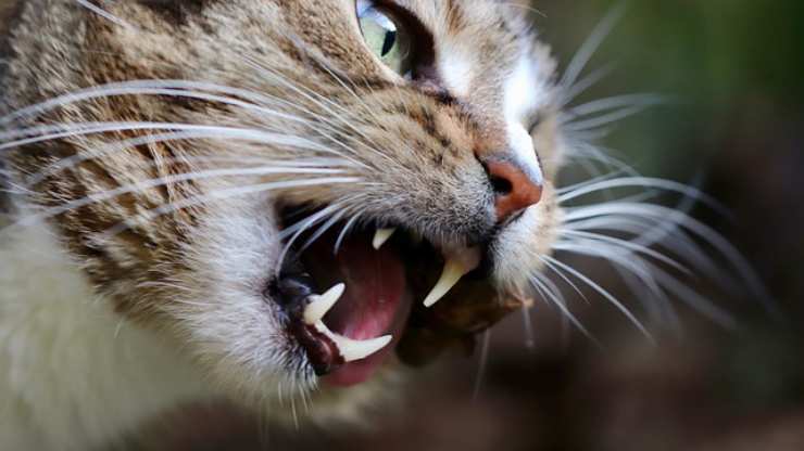 denti gatto