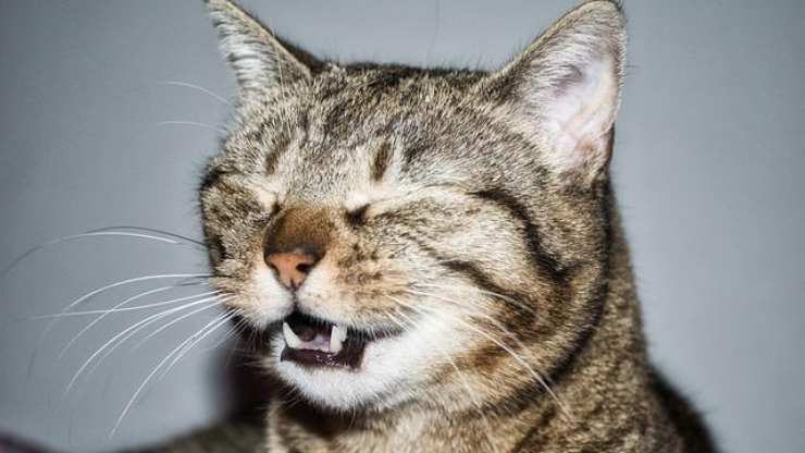 denti gatto