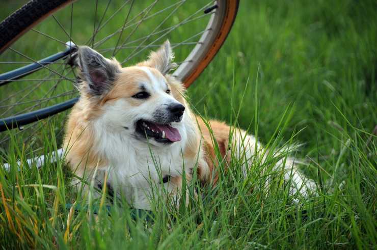 iceland dog