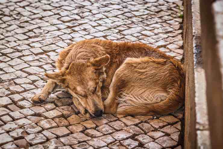 Il cane si lecca la pancia