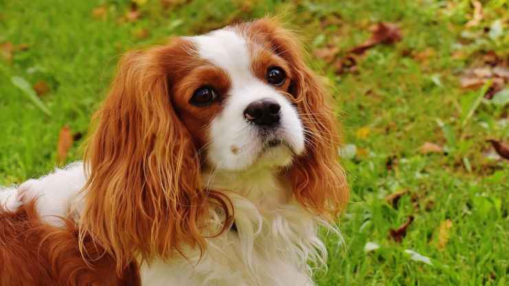 Cane in primo piano (Foto Pixabay)