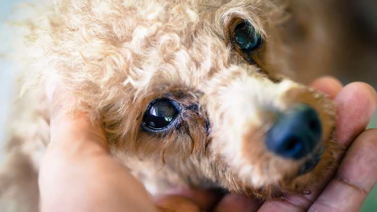 epatozoonosi nel cane