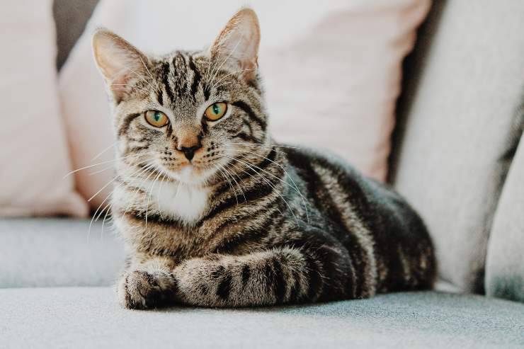 Razze di gatti che pensano come cani Razze di gatti che pensano come cani