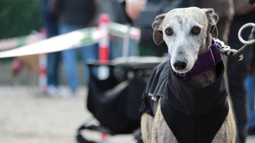 galgo chiaro