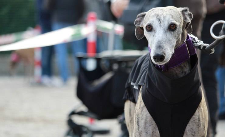 Galgo con pettorina