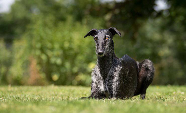 Galgo espanol
