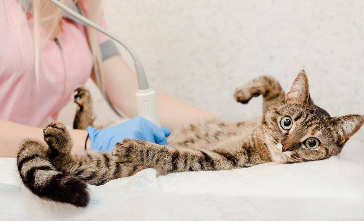 eco al gatto