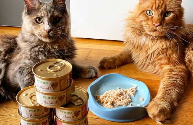 gatti prodotti migliori altroconsumo