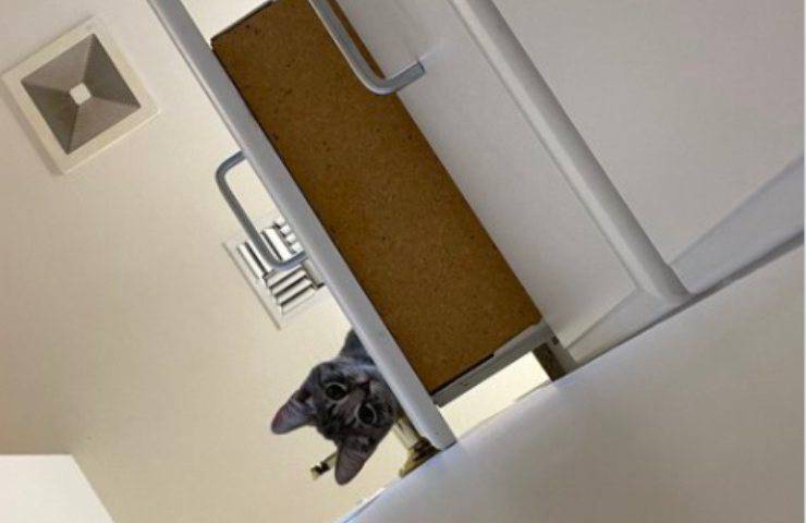 gatti chiudono bagno 