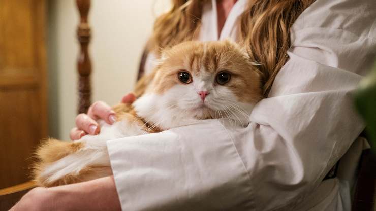 gatto ci protegge