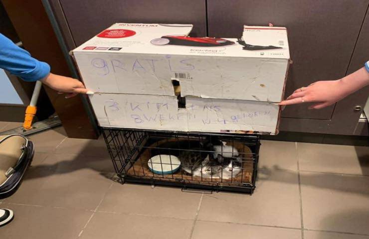 scatola gattini supermercato