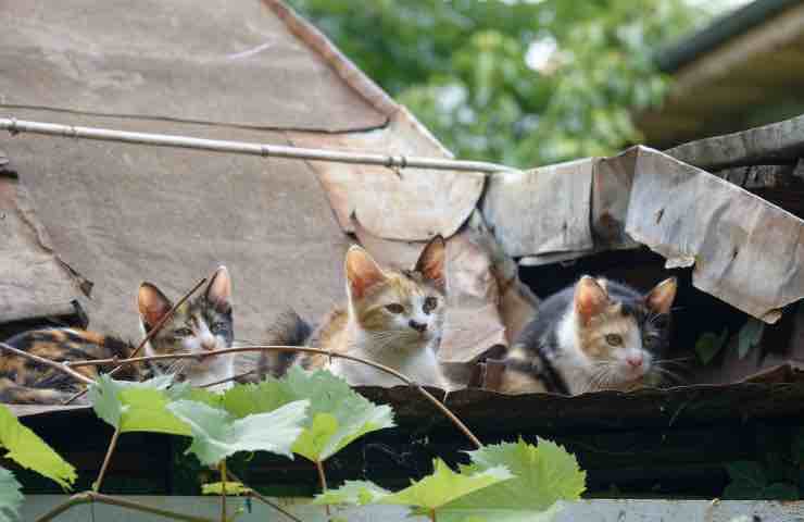Capannone gatti cuccioli