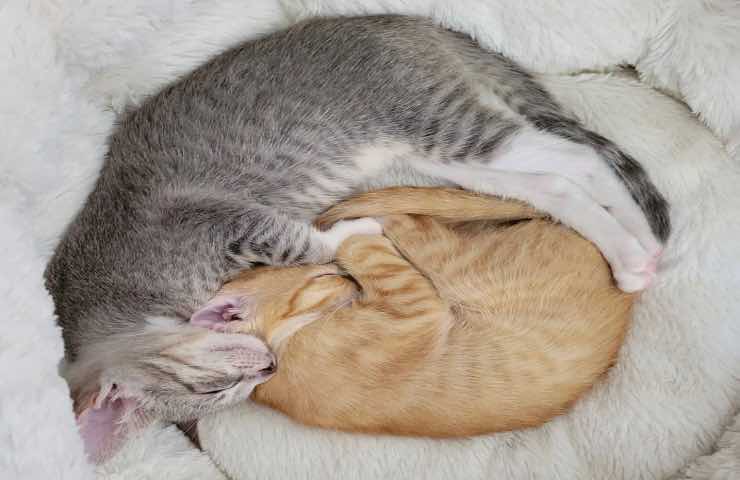 Gatti dolci