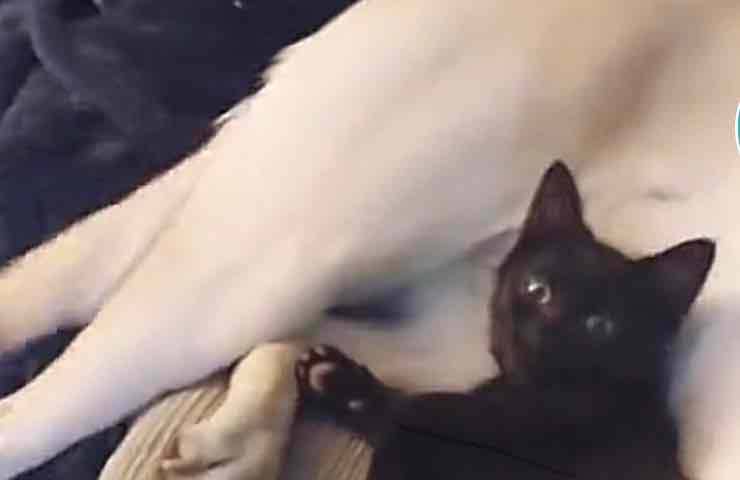 Gattino divano amicizia