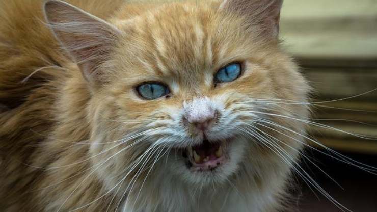 gatto aggressivo
