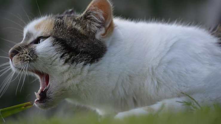 gatto bocca