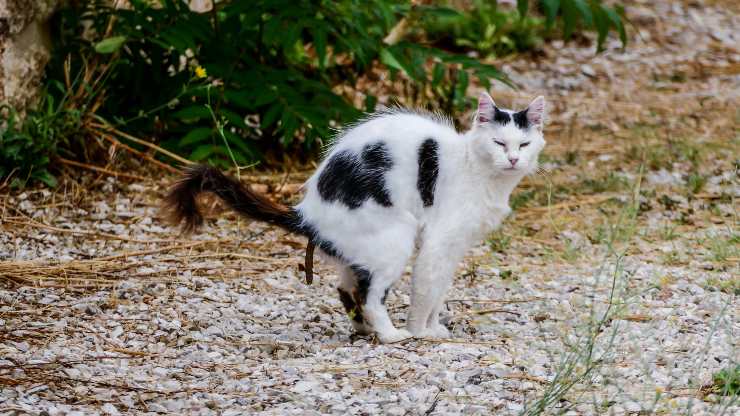 gatto fa la cacca quando si spaventa