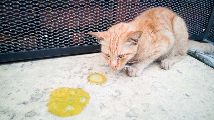 gatto mangia vomito