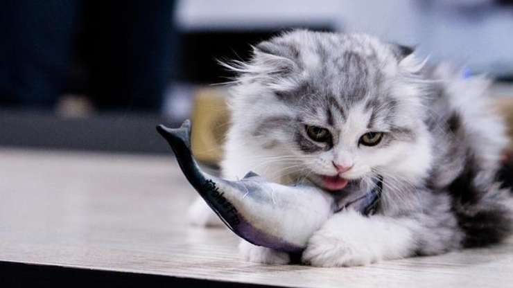 gatto pesce