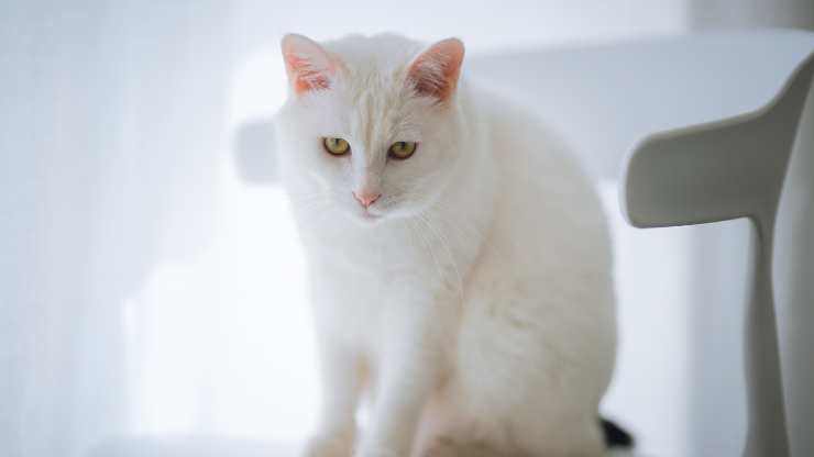 gatto sedia