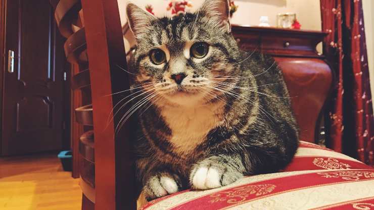 gatto si siede sulla nostra sedia
