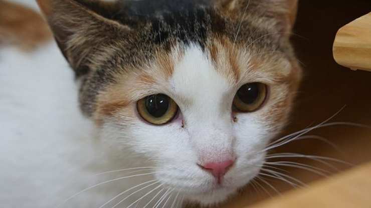 gatto spaventato 