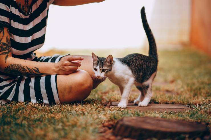 Il gatto mette le zampe sulle ginocchia