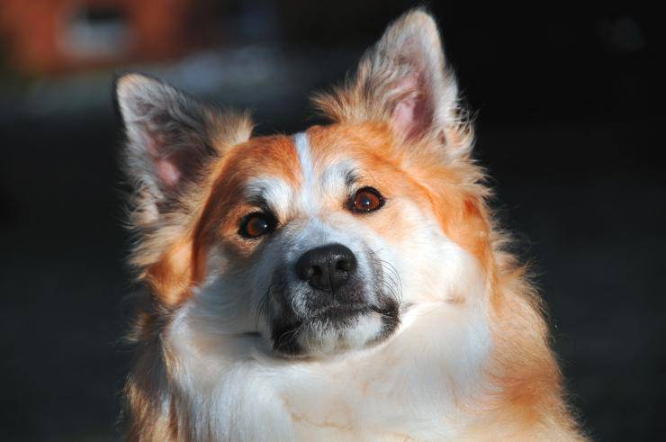 Iceland dog