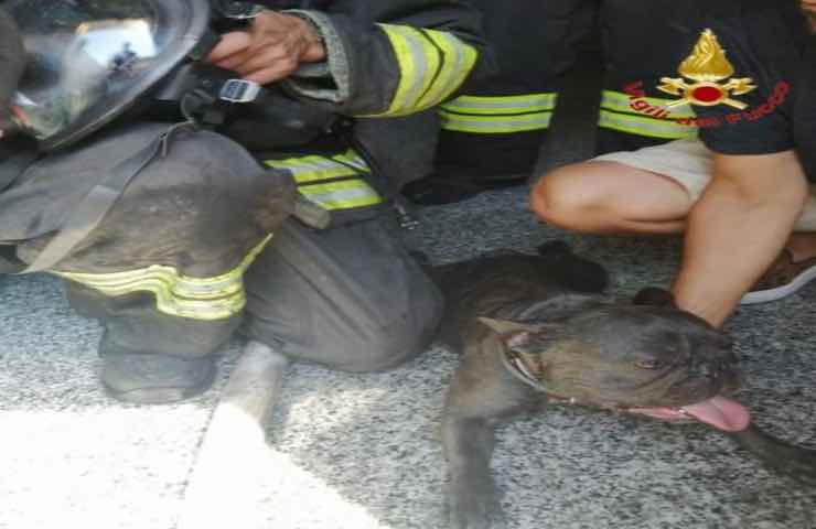 Incendio vigili cane