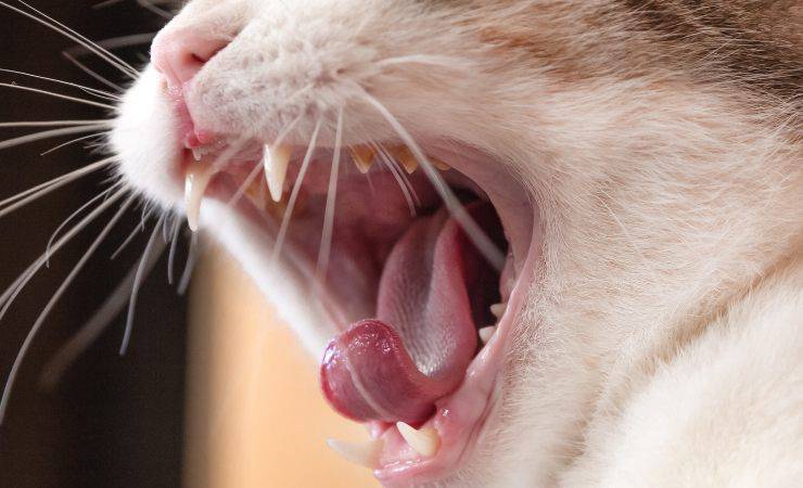 denti del gatto