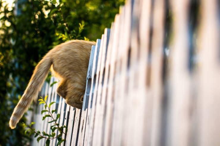 Il gatto ha la coda sempre bassa Il gatto ha la coda sempre bassa