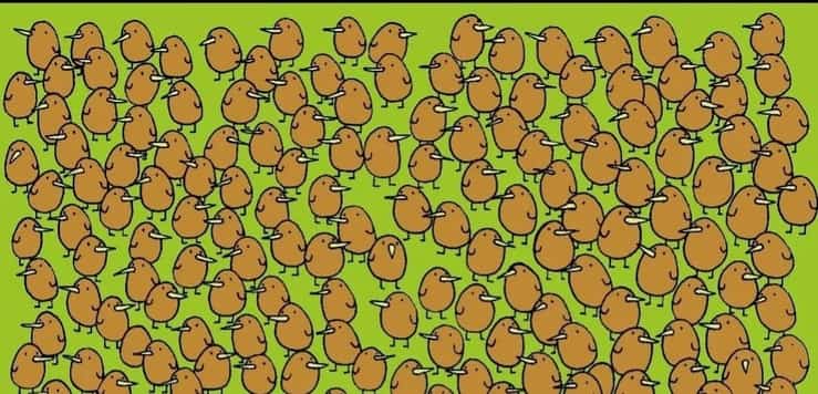 Trova la frutta nascosa nel test dei kiwi: solo i più astuti riescono a vederli (Foto Instagram)