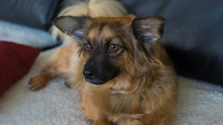 mantenere pulita casa cane in calore