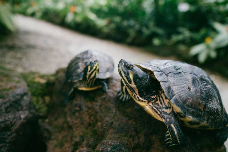 Perché le tartarughe di terra si mordono tra loro