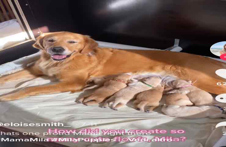 Mila cane mamma