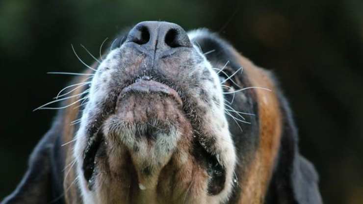 naso cane