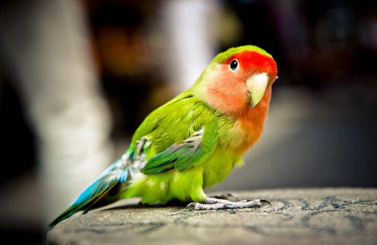 pappagallo