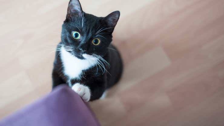 perché i gatti graffiano i mobili